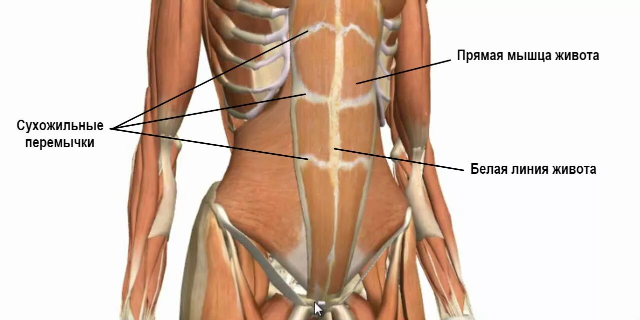Прямая мышца живота у женщин. Сухожильные перемычки прямой мышцы живота. Прямая мышца живота и ее сухожильные перемычки. Сухожильные перемычки пресса. Мышцы живота у женщин анатомия.