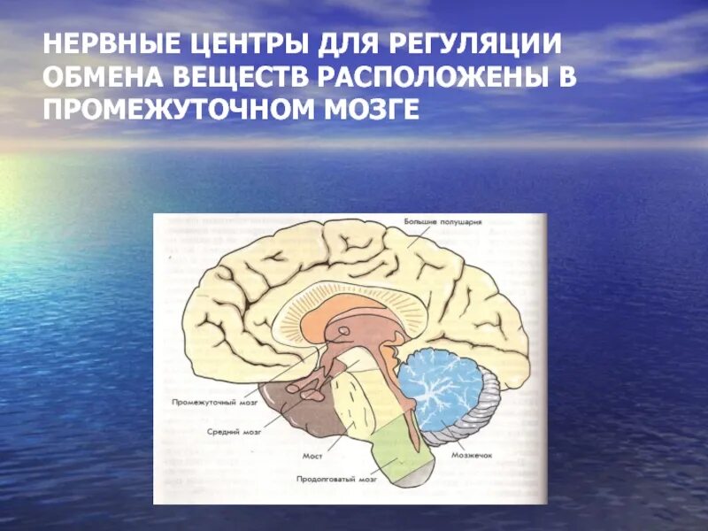 Нервные центры промежуточного мозга. Нервный центр. Центры регуляции промежуточного мозга. Нервные центры для регуляции обмена веществ.