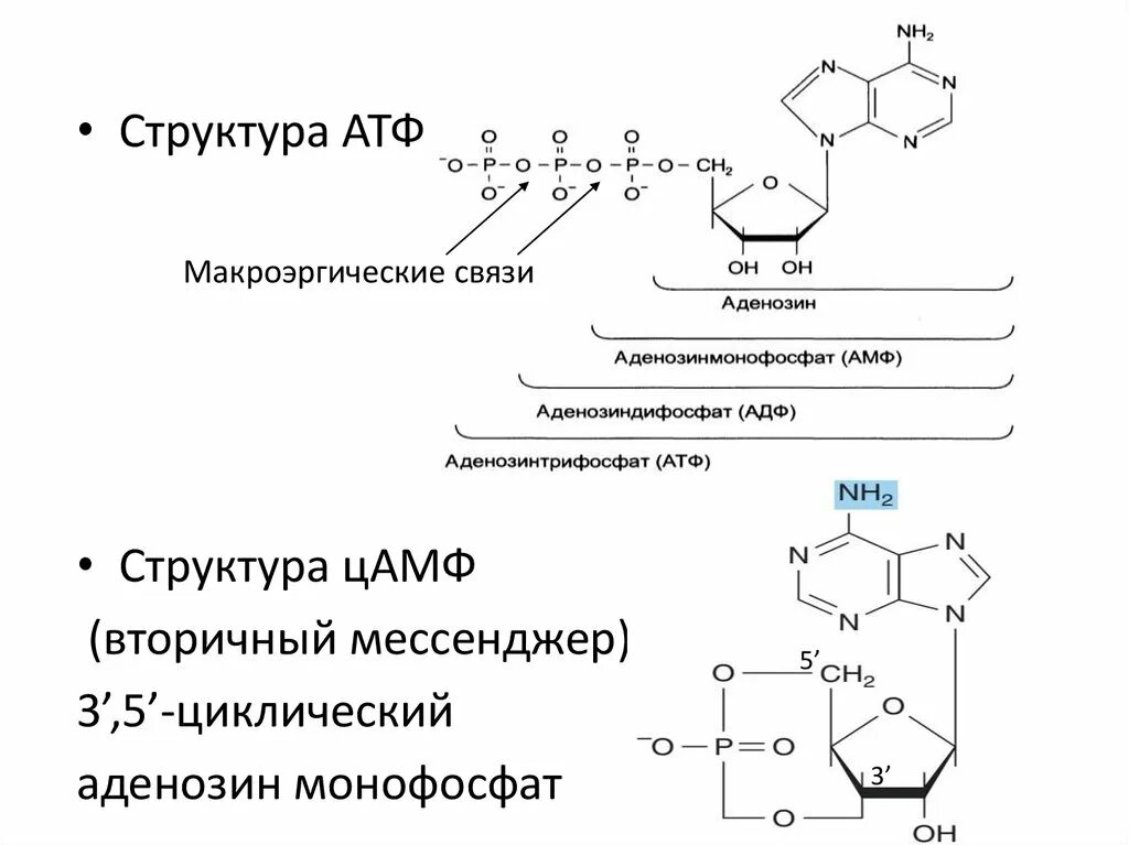 Макроэргические связи в атф. ЦАМФ макроэргическая связь. Вторичная структура нуклеиновых кислот формула. Аденозин 3 монофосфат. Приведите строение ЦАМФ биологическая роль.