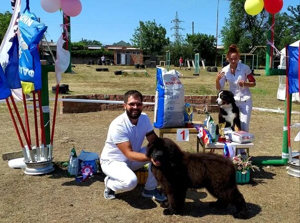 На выставке собак. Выставка собак в Ейске. Собачья ярмарка. Конкурс пар на выставке собак.