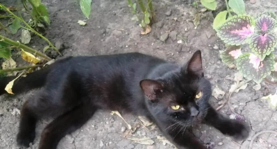 Довольный черный кот. Шестиухая кошка с ростова. Гладьте черную кошку. Кошка ласкается. Черная кошечка с белыми лапками.