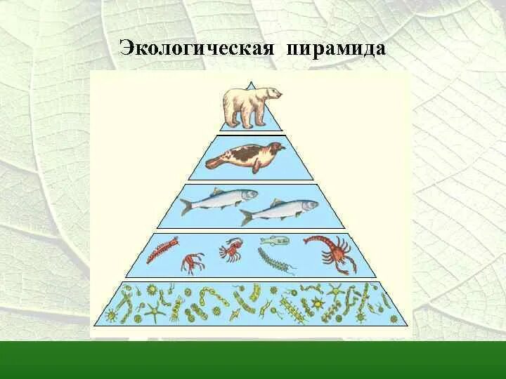 Экологическая пирамида рисунок. Пищевые цепи и экологические пирамиды. Экологическая пирамида тайги. Пирамида цепи питания. Трофическая пирамида в экосистеме.