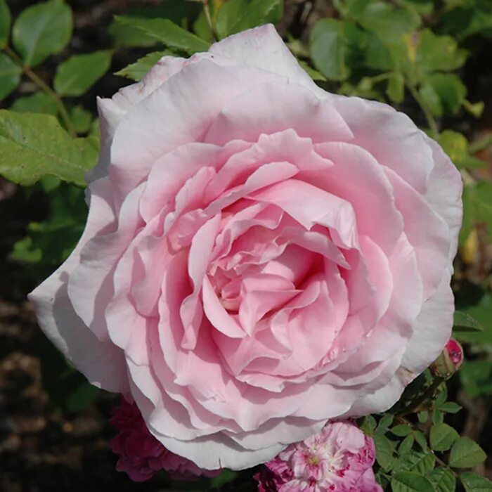 Рос роуз. Роз тэльма (rose thelma). Рос роуз. Рос роуз. Рос роуз.