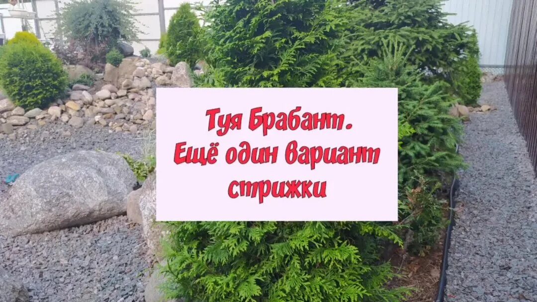 Стрижка туи смарагд. Видео стрижки туй. Топиарная стрижка туи смарагд спираль мастер класс. Туя смарагд спираль. Топиарная стрижка туи смарагд.