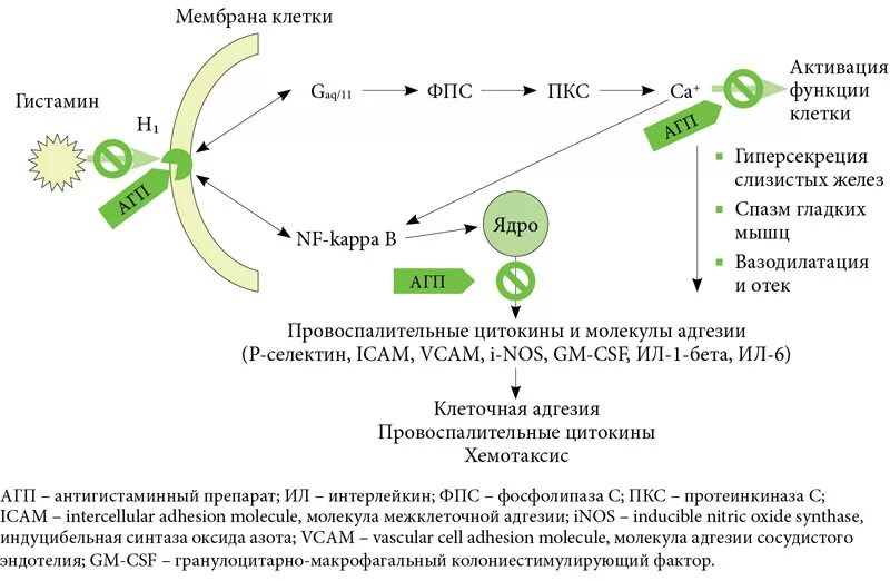 Гистамин действие. Гистаминовые рецепторы н1 механизм. Гистамин механизм действия схема. Блокада h1 гистаминовых рецепторов. Н1 и н2 гистаминовые рецепторы.