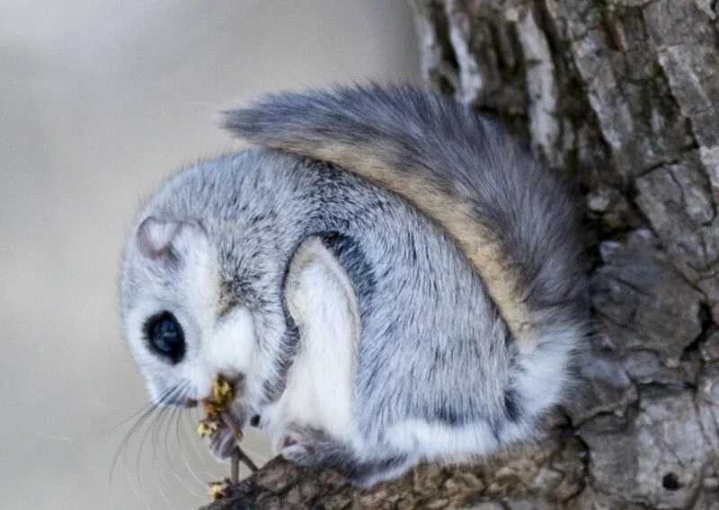 Голубая белка сибирь. Голубая лисица. Синие животные. Голубой зверек. Малый пингвин птенец.