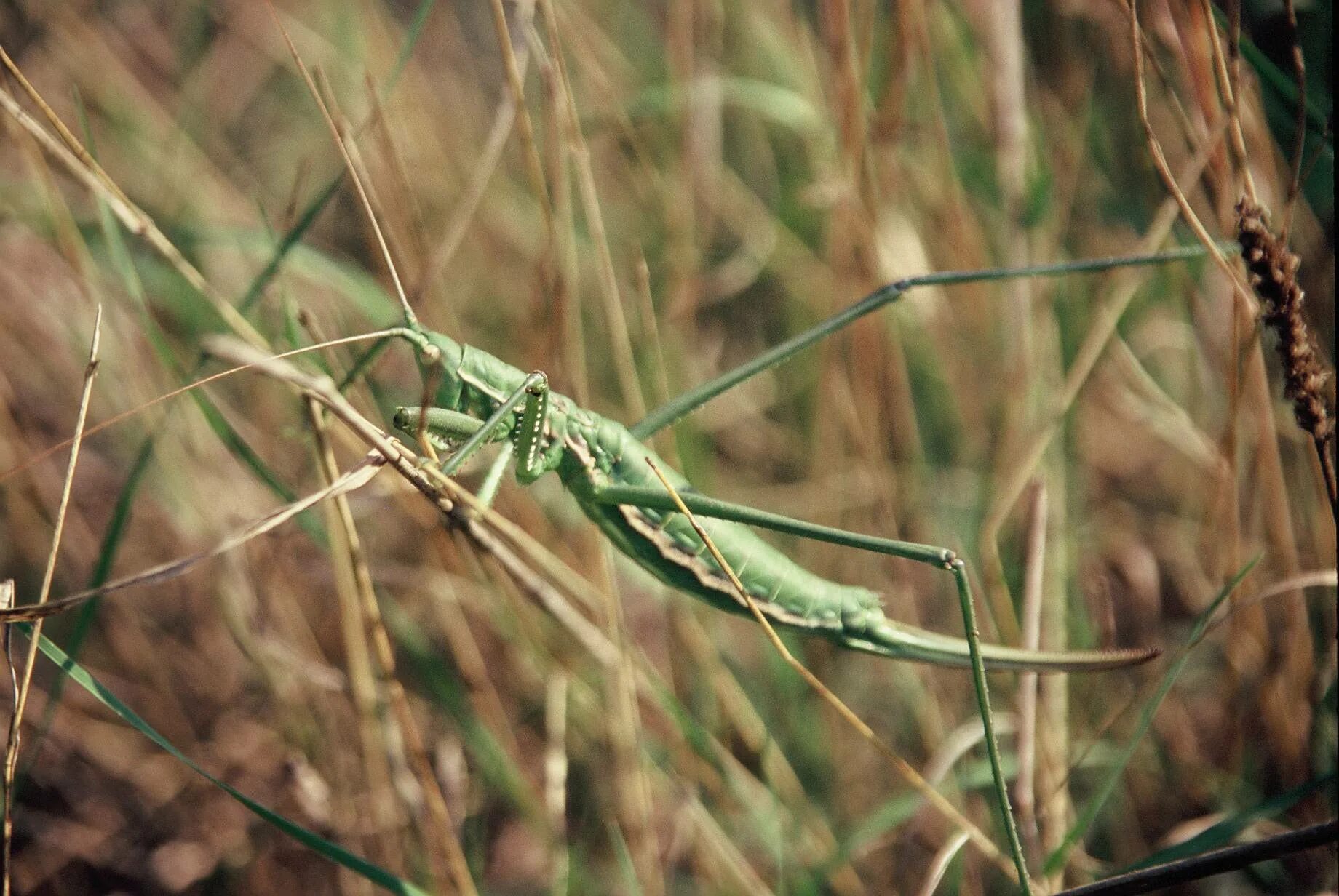 дыбка степная. дыбка степная. дыбка степная красная. крупный кузнечик степная дыбка. кузнечик степная дыбка.