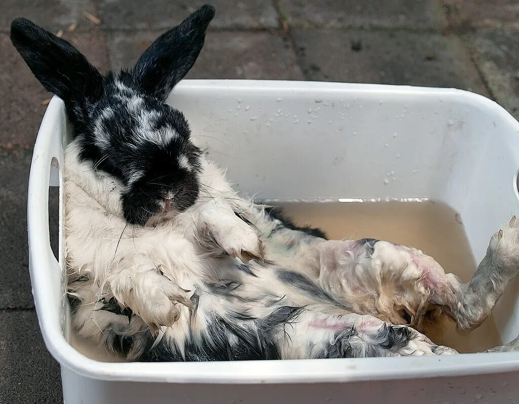 Можно ли мыть кролика декоративного. Заяц купается. Мокрый кролик. Кролик в тазике.