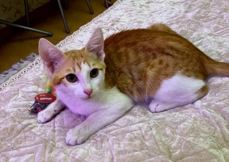 Кот вася. Котенок вася. Кот вася инсрина. Кот вася полосатый. Котенок какой вася.