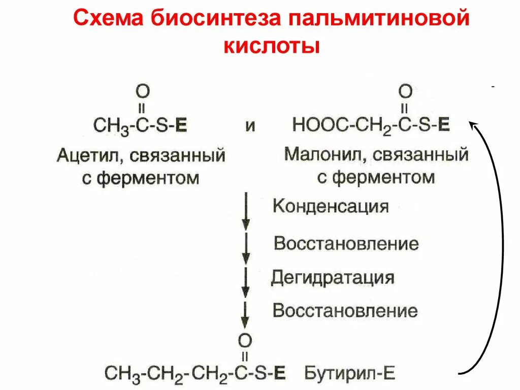 Синтез пальмитиновой кислоты. Схема биосинтеза пальмитиновой кислоты. Схема этапов синтеза пальмитиновой кислоты. Реакции биосинтеза пальмитиновой кислоты. Синтез пальмитиновой кислоты из малонил КОА.