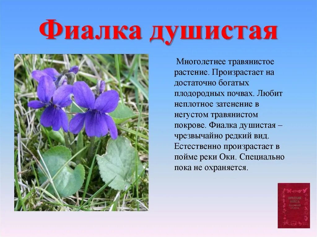 Описание ро. Фиалка душистая многолетнее травянистое растение. растения занесённые в красную книгу россии 2 класс окружающий мир. фиалка душистая красная книга. растения красной книги с описанием.