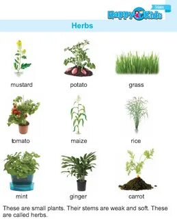 Plant use
