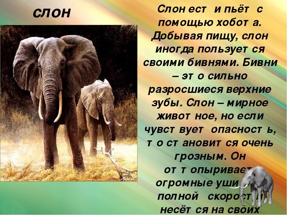 Загадка про слона для детей. Детская загадка про слона. Слон описание для детей. Описание слона.