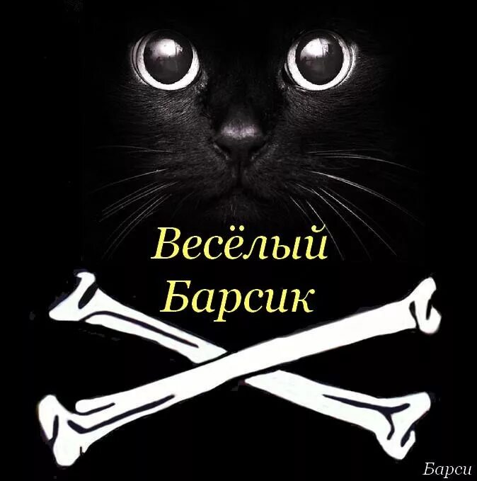 Запусти барсика. Барсик ава. Логотип Барсик. Барсик черный. Барсик кот черный.