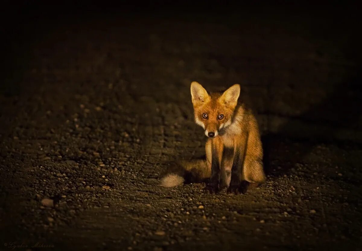 Трава ночью. Лиса зимой вечером. Лисы ночью. Лиса. Лиса в темноте.