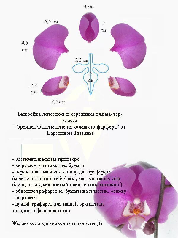 Размеры цветка фаленопсис. Размеры цветка фаленопсис. Размеры цветка фаленопсис. Фаленопсис d12 h40-55 промо микс. Фаленопсис джилиан.