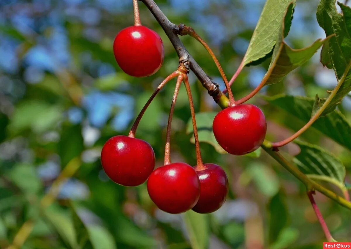 вишня тургеневка дерево. сон вишня. черешня микс. черешня одна. яблоки похожие на вишню.