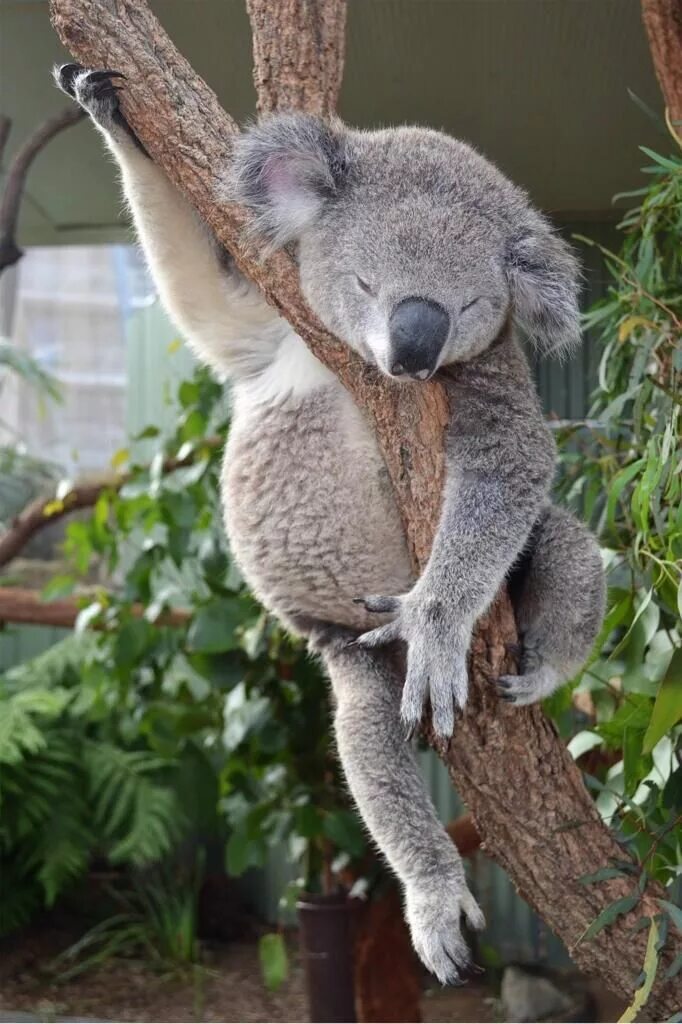 Коала. Коала в Австралии. Мишка коала. Коала цена