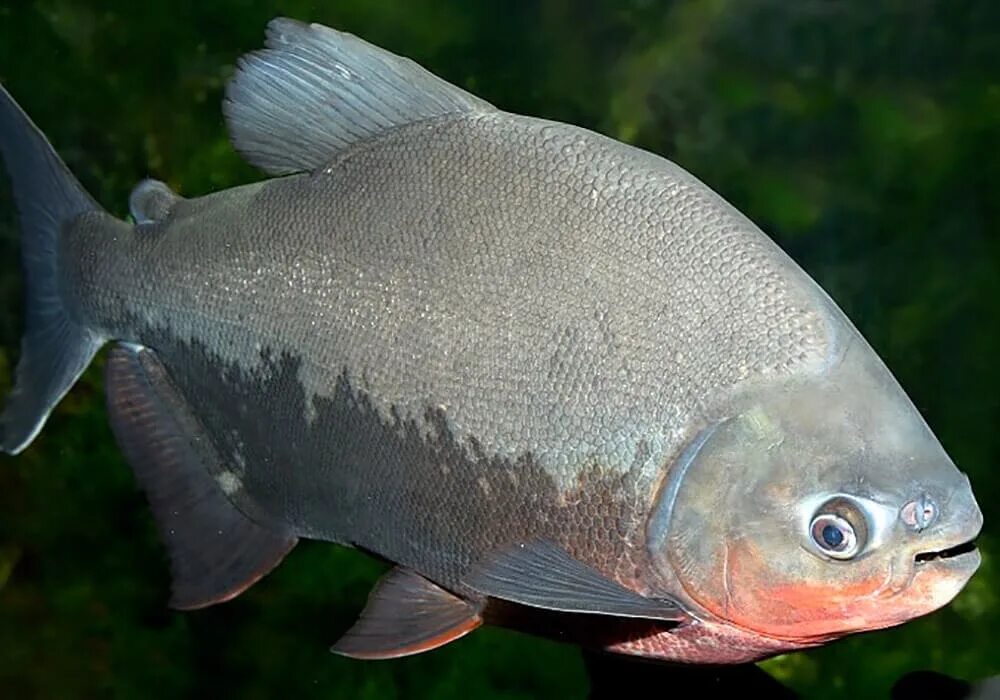 Паку бурый (colossoma macropomum). Пиранья красный паку. Паку бурый (colossoma macropomum). Бурый паку пиранья. Океанариуме.