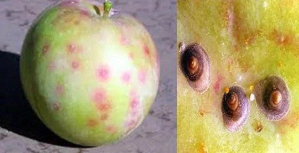 Красные пятна на яблоках. Калифорнийская щитовка quadraspidiotus perniciosus. калифорнийская щитовка на яблоках. калифорнийская щитовка на яблоне. калифорнийская щитовка на нектаринах.