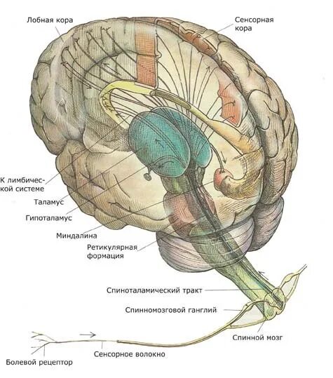 Диэнцефальных отделов мозга. Диэнцефальные отделы мозга это. Диэнцефальная область гипоталамуса. Неспецифические структуры диэнцефального мозга.