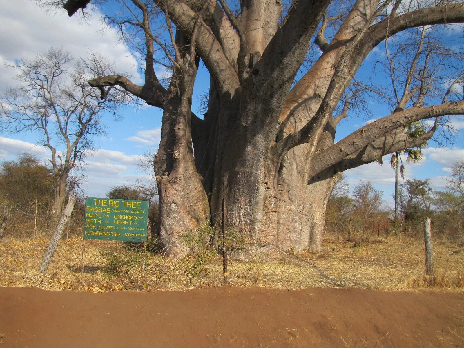 Автовокзал в баобабе в Зимбабве. Самое толстое дерево. Деревья в Зимбабве. Баобаб в Зимбабве.