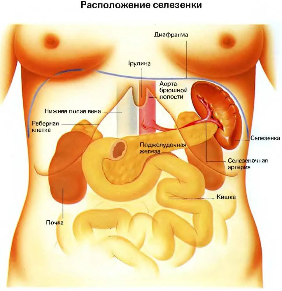 Желудком почками печенью поджелудочной. Органы человека селезенка расположение. Строение печени и селезенки. Анатомия человека внутренние органы селезенка. Расположение органов брюшной полости селезенка.