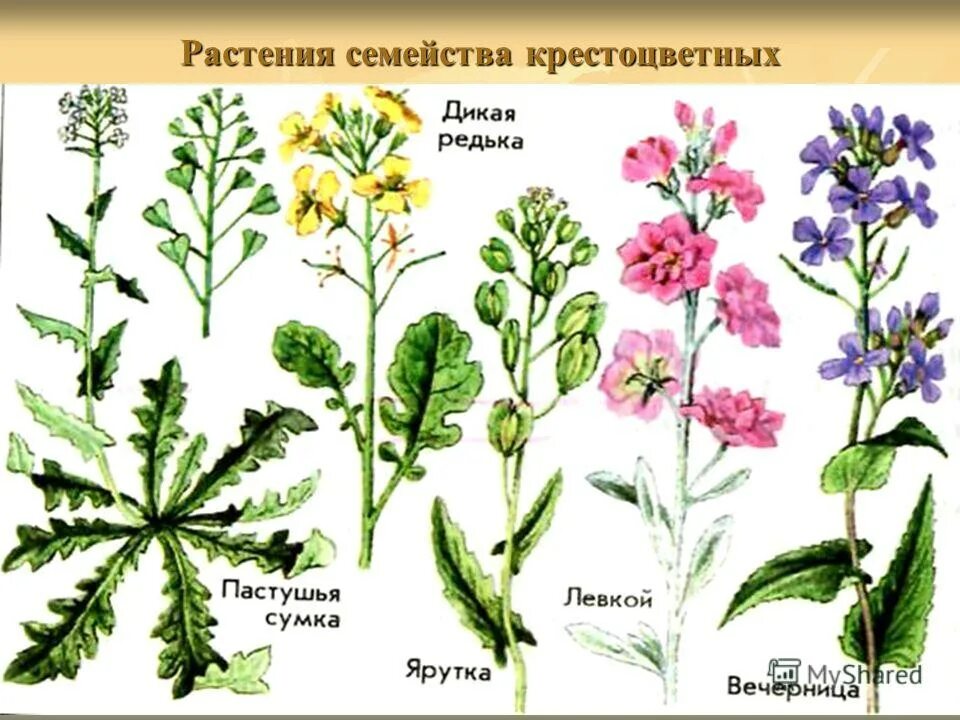 Многообразие семейств