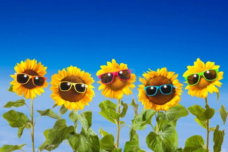 1,613 Smiley Sunglasses стоковые фото - бесплатные и стоковые фото RF от Dreamst