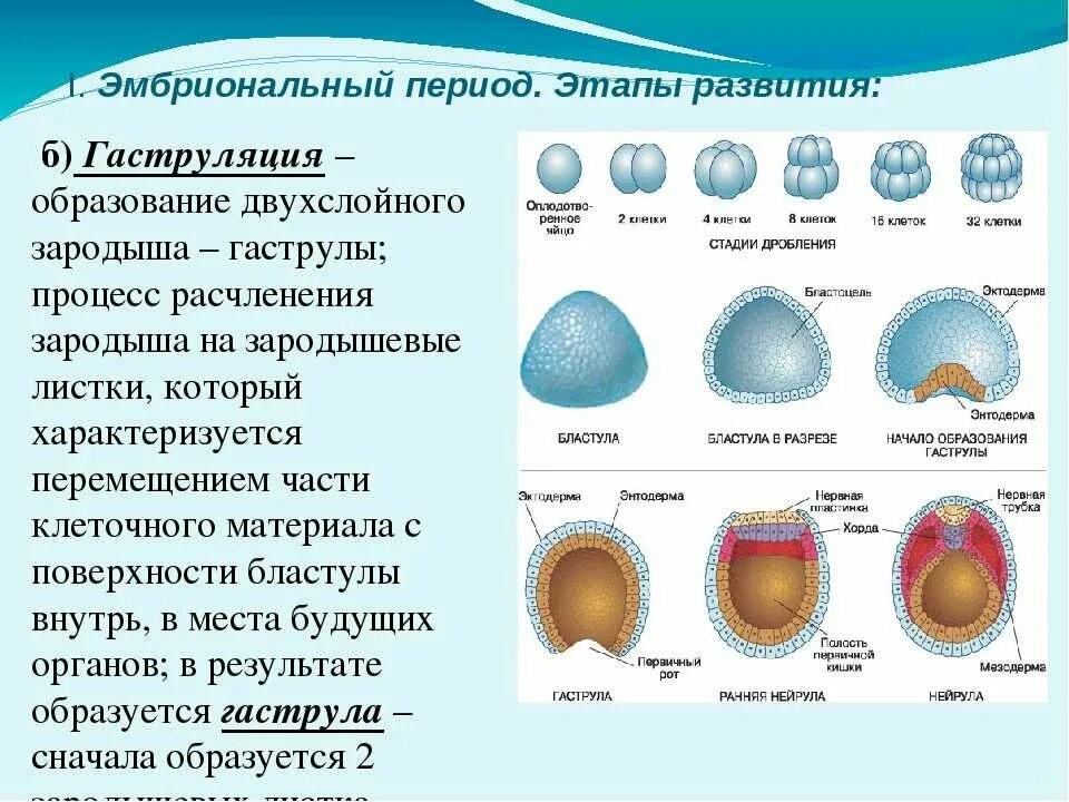 Морула бластула. Стадии эмбрионального развития бластула гаструла. Этапы онтогенеза бластула гаструла нейрула. Эмбриогенез двухслойный зародыш.