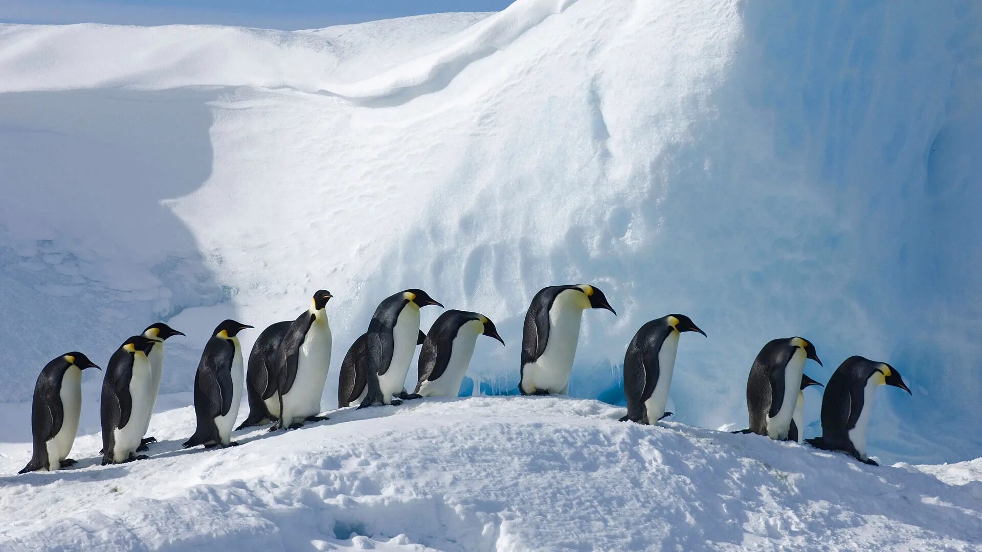 Птицы живущие в антарктиде. Императорский Пингвин в Антарктиде. Антарктический Императорский Пингвин. Пингвины в Антарктиде. Пенгуин Антарктида.