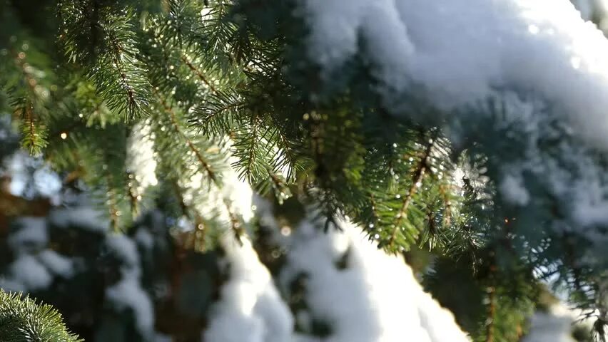 Погодные ели. Снег тает на еловых ветках. Новогодняя елка оттепель. Елочка с тающим снегом.