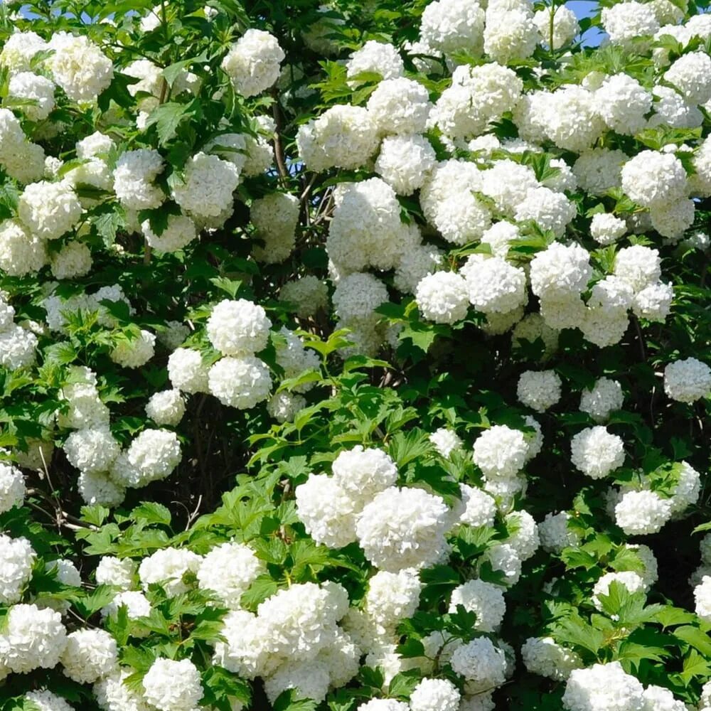 Viburnum Opulus DIY Viburnum, Viburnum opulus, Viburnum opulus roseum