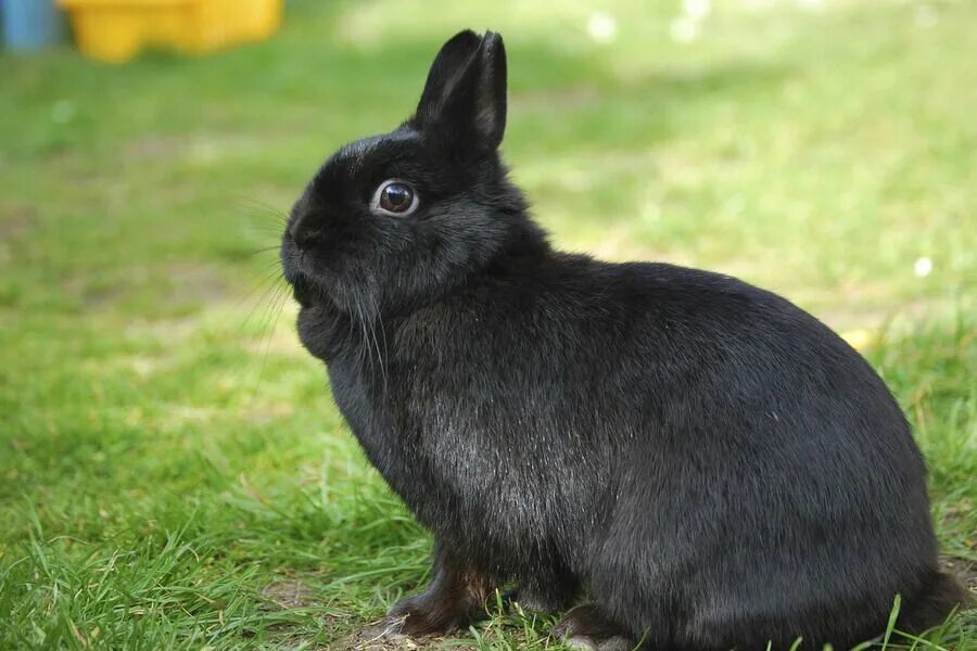 Black rabbit