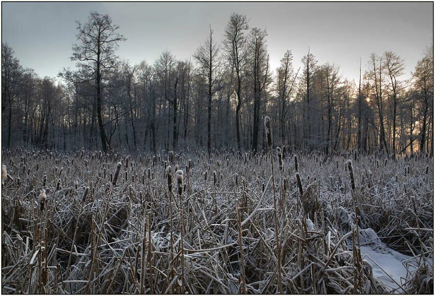 Болотная зима. Васюганские болота зима. Васюганские болота зимой. Топи зимой. Пейзаж зимние болота.