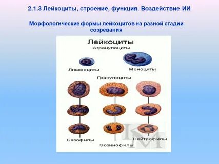 Строение лейкоцитов