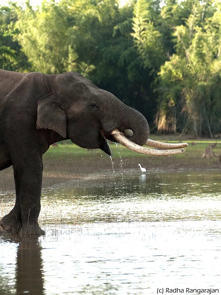 Индийский слон. Малайский слон. Азиатский слон. Слон Максимус.