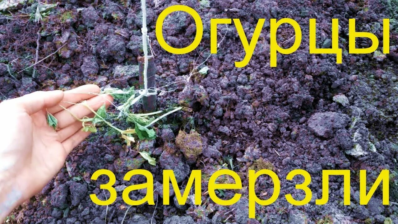 Огурцы подмерзли фото. Замерзший огурец. Рассада огурцов замерзла фото. Огурцы замерзли. Нижняя температура для огурцов.