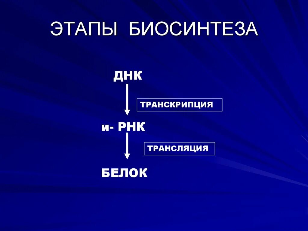 Синтез белка фаза. Основные этапы биосинтеза белка. Биосинтез белка этапы биосинтеза. Этапы биосинтеза. Биосинтез белков этапы.