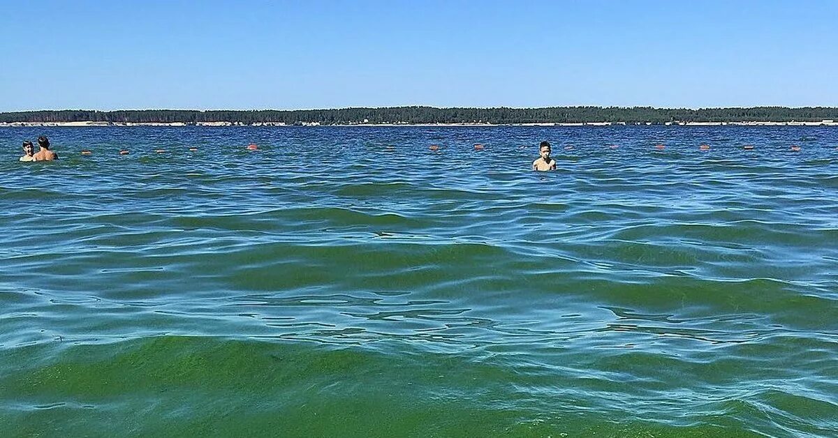 Волгоград какая вода. Волга цветет Чебоксары. Волга зацвела Волгоград. Зеленая Волга Чебоксары. Цветение Волги Чебоксары.