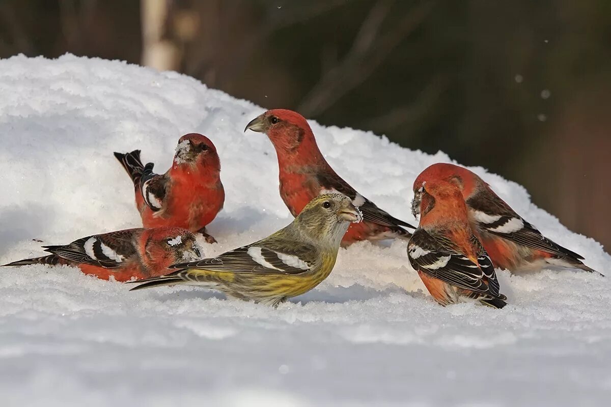 Зимой выводят птенцов. Клест выводит птенцов. Клест птенцы зимой. Птенцы клеста. Клёст птица когда выводит птенцов.