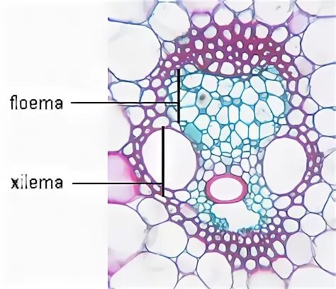 Ксилема и флоэма. Строение ксилемы и флоэмы. Ксилема и флоэма у растений. Ксилема и флоэма функции. Флоэма клетки лишены
