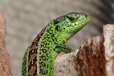 Free Lizard Animal photo and picture. 