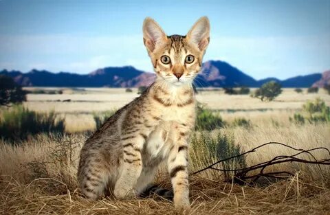 Кошка поле