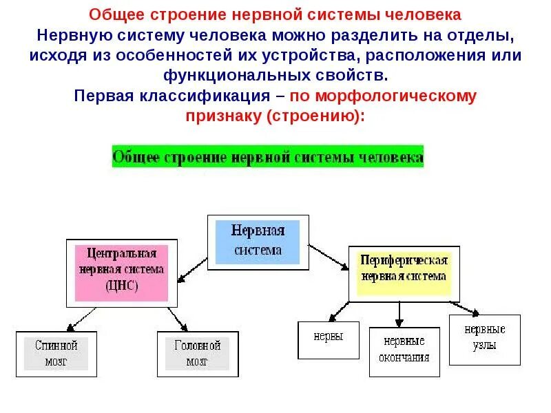 Нервная система общий план строения и функции. Строение нервной системы человека. общий план строения нервной системы человека. строение и функции нервной системы. строение нервной системы морфологическая классификация.