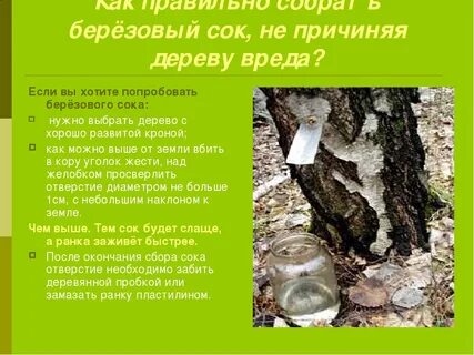 Полезен ли сок березы