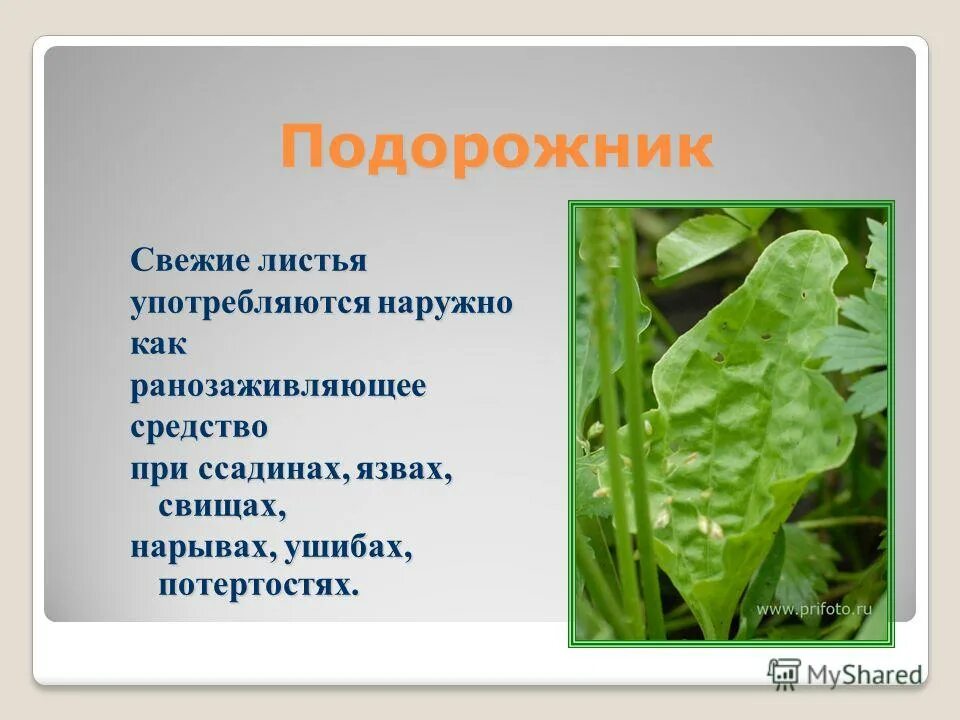 Подорожник коротко. Подорожник описание. Небольшое сообщение о подорожнике. Подорожник сведения о растении. Подорожник для дошкольников.