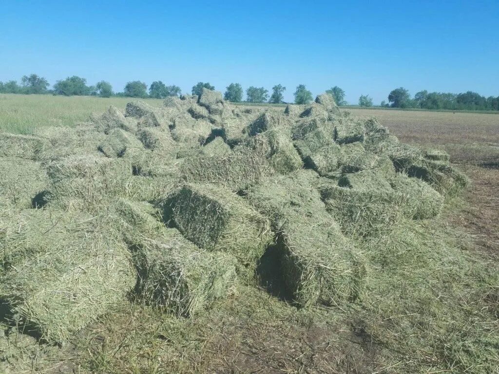 Сено зеленое. Сено в базок. Сено в тюках воронежская область. Сено в тюках картинки. Сено в тюках по 20-25кг.