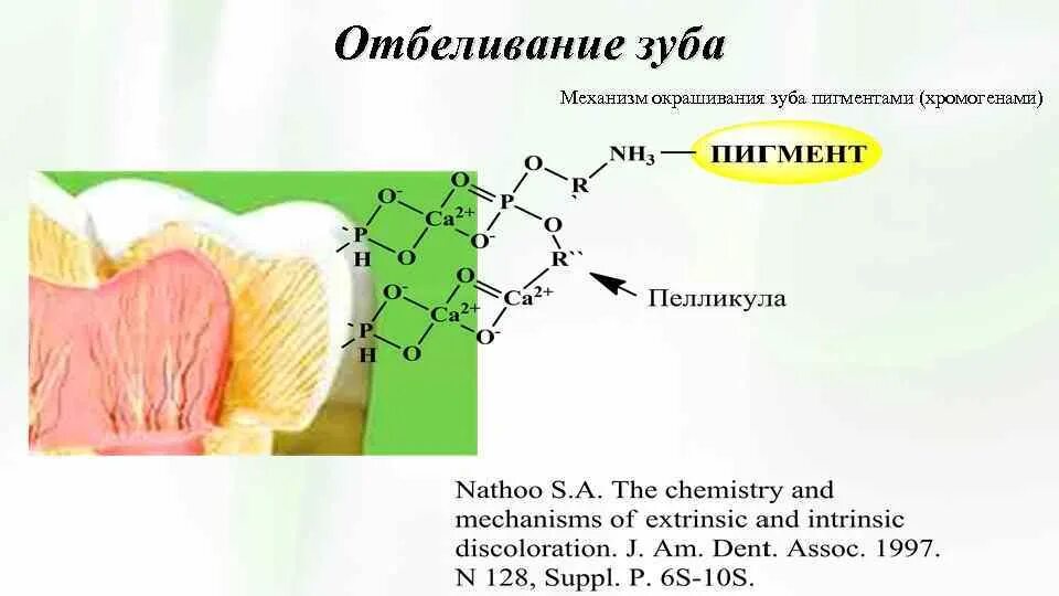 Биохимия зуба. Отбеливание зуба механизм. Отбеливание зуба механизм схема. Хромогены биохимия.