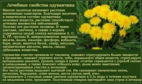 Чем полезен цветок одуванчика для человека